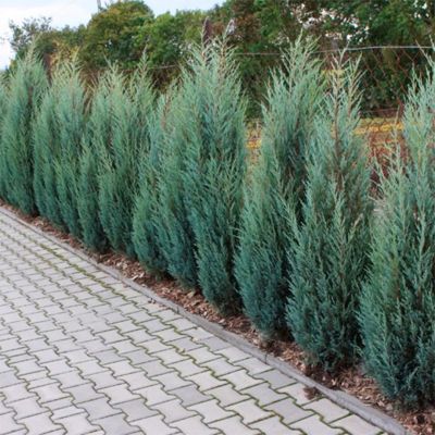 Можжевельник скальный Мунглоу Можжевельник скальный Мунглоу - Dolina-Sad.Ru