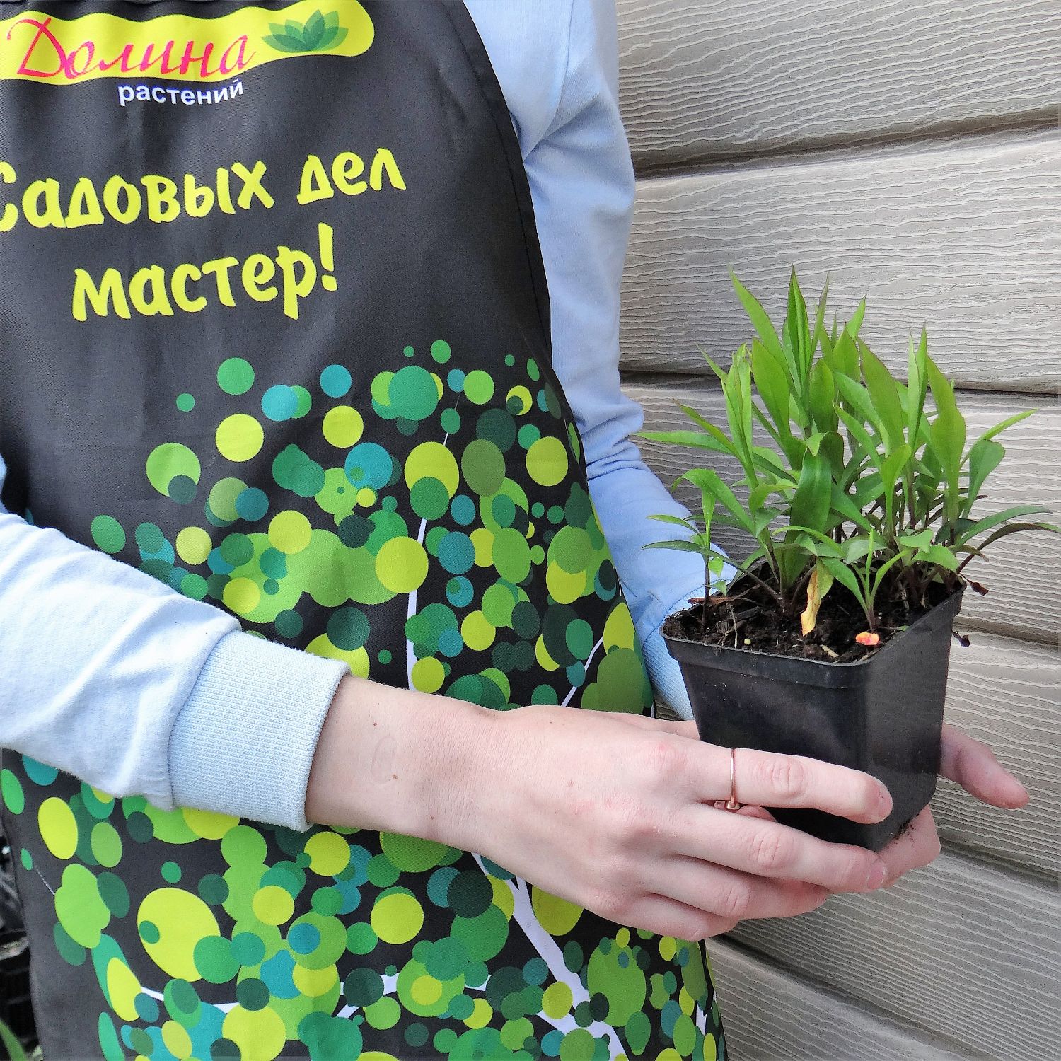 Астра кустарниковая Мариоре Астра кустарниковая Мариоре фото