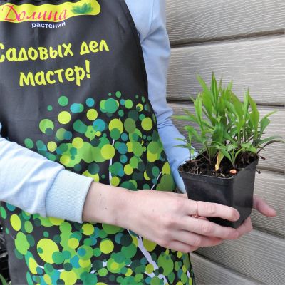 Астра кустарниковая Мариоре Астра кустарниковая Мариоре фото