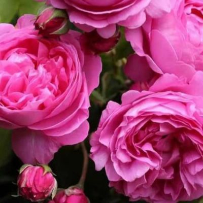 Роза Этюд Роза Этюд - Dolina-Sad.Ru