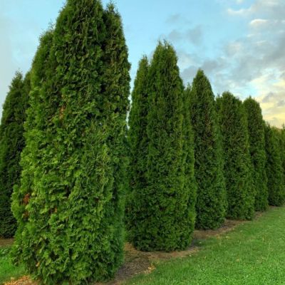 Туя западная Колумна Туя западная Колумна фото