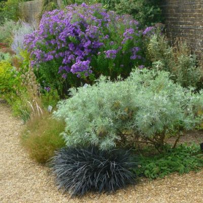 Офиопогон плоскострелый Нигер фото