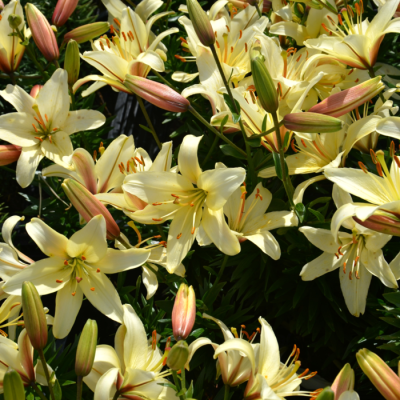 Лилия Пурпл Френцис Лилия Пурпл Френцис - Dolina-Sad.Ru