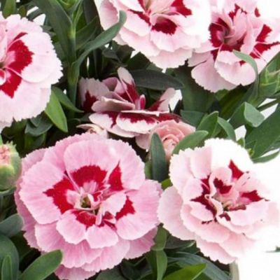 Гвоздика Оскар Пинк Стар - Dolina-Sad.Ru