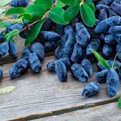 Жимолость съедобная Гордость Бакчара Жимолость съедобная Гордость Бакчара - Dolina-Sad.Ru