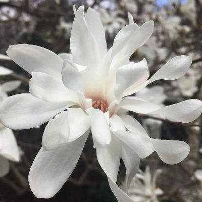 Магнолия звездчатая - Dolina-Sad.Ru