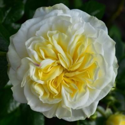 Роза Кларенс Хаус Роза Кларенс Хаус - Dolina-Sad.Ru