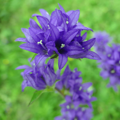 Колокольчик гломерата Генти Блю , С1,5 Колокольчик гломерата Генти Блю , С1,5 фото