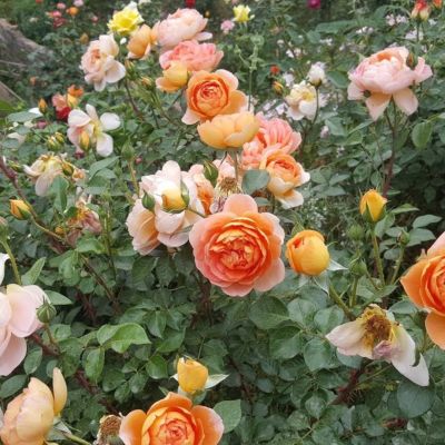 Роза Пэт Остин - Dolina-Sad.Ru