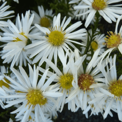 Астра кустарниковая Кристина фото