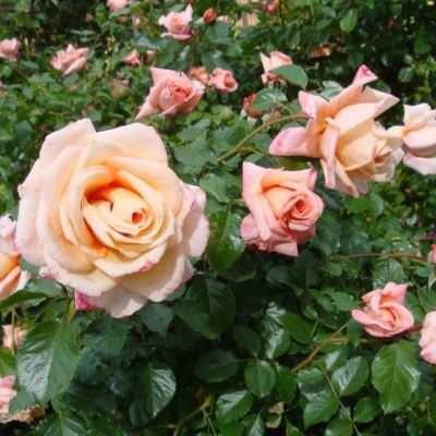 Роза Критик Роза Критик - Dolina-Sad.Ru