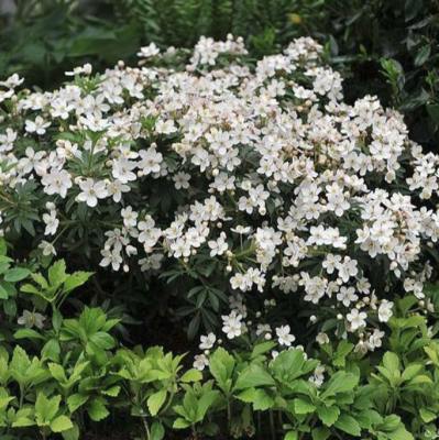 Шуазия Уайт Шуазия Уайт - Dolina-Sad.Ru