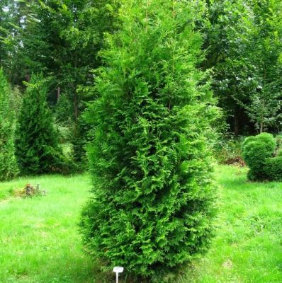 Туя западная Брабант, С2 - Dolina-Sad.Ru