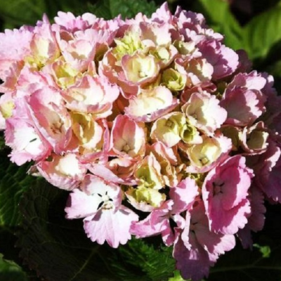 Гортензия крупнолистная Синдерелла Гортензия крупнолистная Синдерелла фото