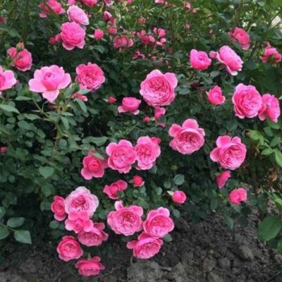 Роза Ева Роза Ева - Dolina-Sad.Ru