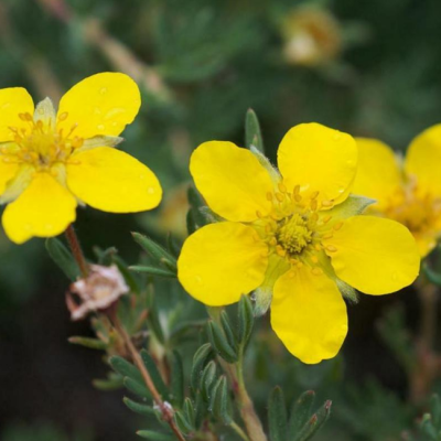 Лапчатка кустарниковая Кобольд Лапчатка кустарниковая Кобольд фото