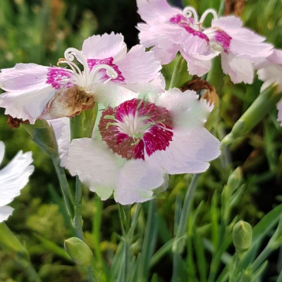 Гвоздика перистая "Дикси Пинк" фото