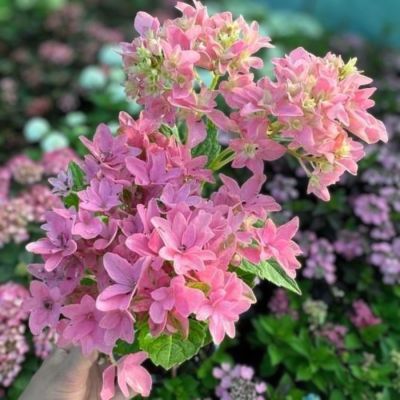 Гортензия крупнолистная Мэджикал Фарфалла, С2 Гортензия крупнолистная Мэджикал Фарфалла, С2 - Dolina-Sad.Ru