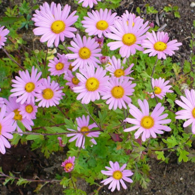 Хризантема Клара Куртис Хризантема Клара Куртис фото