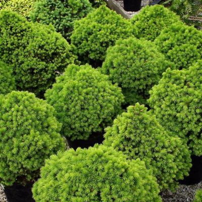 Ель Канадская Альберта Глобе, С3 Ель Канадская Альберта Глобе, С3 - Dolina-Sad.Ru