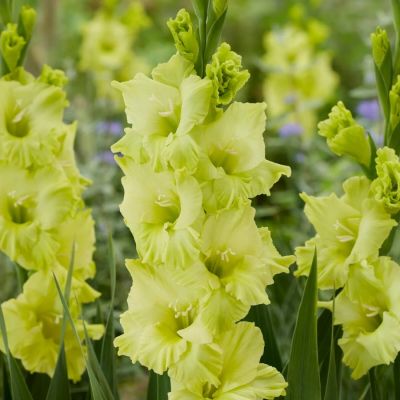 Гладиолус Кио Гладиолус Кио - Dolina-Sad.Ru