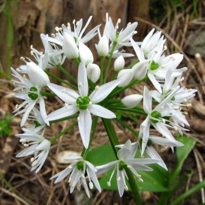 Аллиум медвежий - Dolina-Sad.Ru