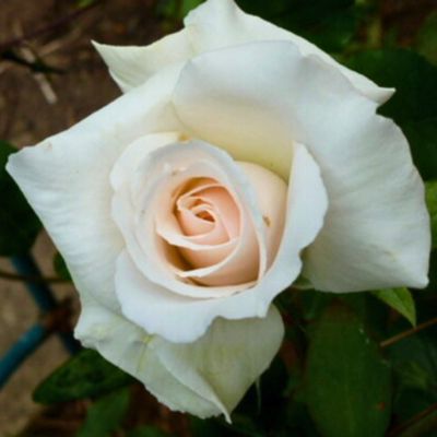 Роза Нифетос - Dolina-Sad.Ru