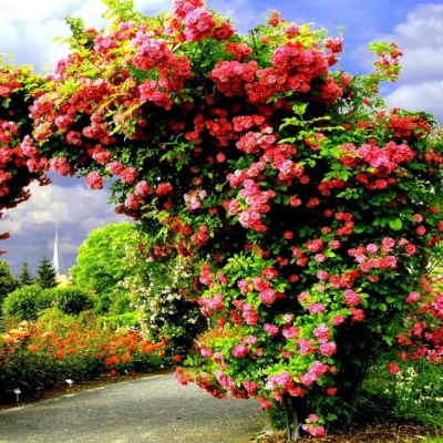 Роза Гарден Роза Гарден - Dolina-Sad.Ru