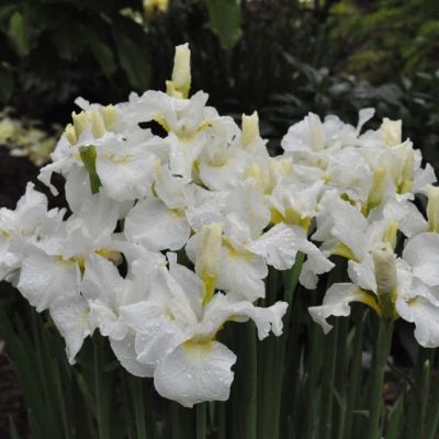 Ирис Суон ин Флайт Ирис Суон ин Флайт - Dolina-Sad.Ru