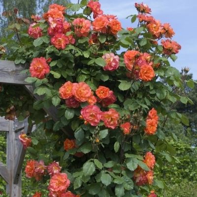 Роза Вестерленд Роза Вестерленд фото