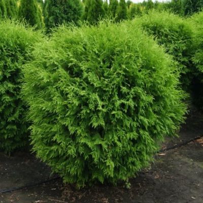 Туя Западная Глобоза Туя Западная Глобоза фото