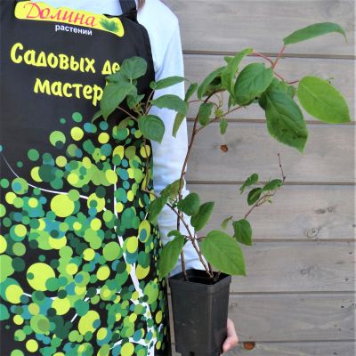 Актинидия Вити-Киви фото