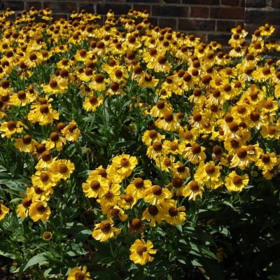 Гелениум Везерголд - Dolina-Sad.Ru