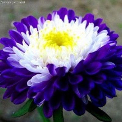 Астра Помпушка Голубика со сливками Астра Помпушка Голубика со сливками фото