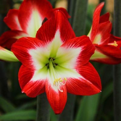 Амариллис Трес Чик Амариллис Трес Чик фото