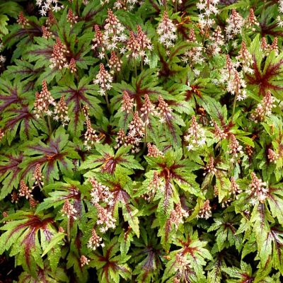 Гейхера Старберст Гейхера Старберст - Dolina-Sad.Ru