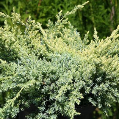 Можжевельник чешуйчатый Холгер, С3 - Dolina-Sad.Ru