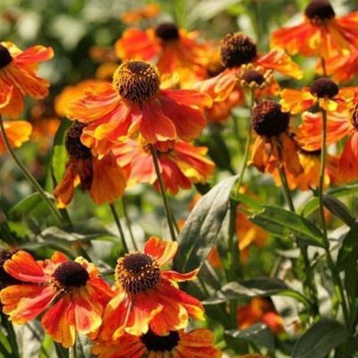 Гелениум Сахинс Эрли Фловерер Гелениум Сахинс Эрли Фловерер - Dolina-Sad.Ru