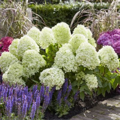 Гортензия метельчатая Литл Спуки, С2 Гортензия метельчатая Литл Спуки, С2 - Dolina-Sad.Ru