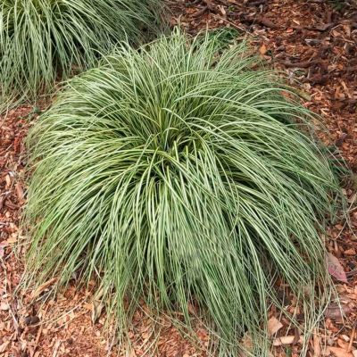 Осока Моррова Вариегата Осока Моррова Вариегата - Dolina-Sad.Ru