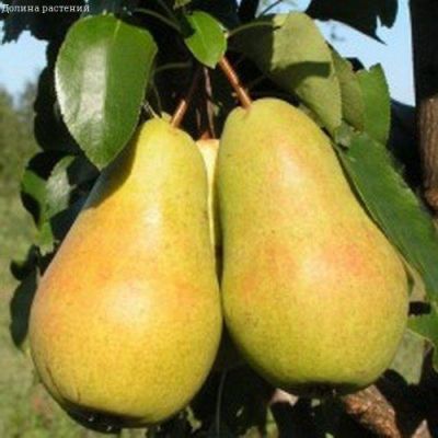 Клематис Чендж оф Харт Клематис Чендж оф Харт фото