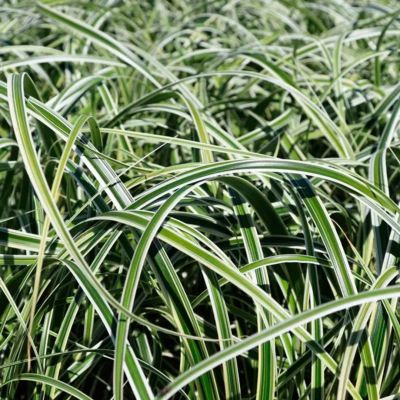 Осока Физер Фоллс Осока Физер Фоллс - Dolina-Sad.Ru