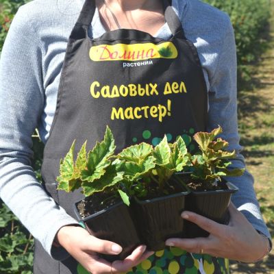 Бегония Пинк Бэлкони Бегония Пинк Бэлкони - Dolina-Sad.Ru