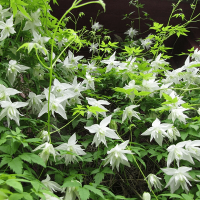 Клематис Альбина Плена Клематис Альбина Плена фото