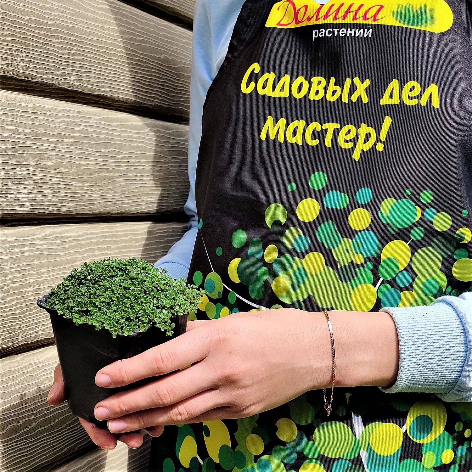 Тимьян ранний Пигмеус Тимьян ранний Пигмеус фото