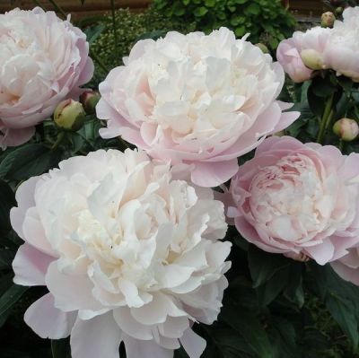 Пион Мэри Е, Николз Пион Мэри Е, Николз фото