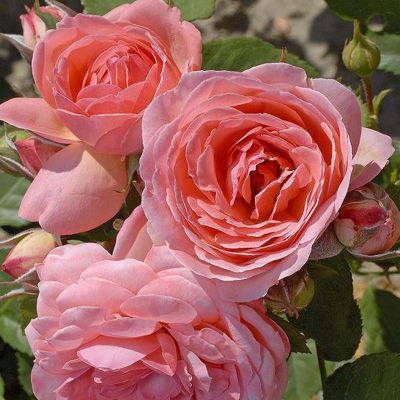 Роза Амелия Ренессанс Роза Амелия Ренессанс фото