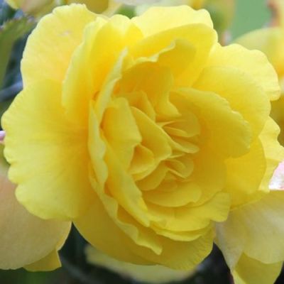 Бегония Махровая Еллоу Бегония Махровая Еллоу фото