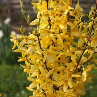 Форзиция Миниголд, С3 Форзиция Миниголд, С3 - Dolina-Sad.Ru