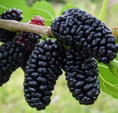 Шелковица черная Жемчужина Шелковица черная Жемчужина фото